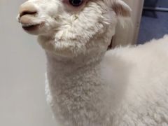 -Heymao猫咖.咖啡厅(东门店)
