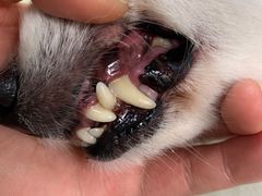 -宠颐生宠物医院·骨外科·犬猫全科诊疗中心(池州店)