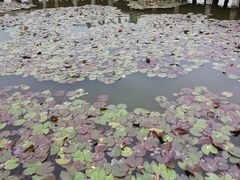 -哈素海