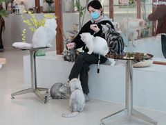 -共舞时光猫咖·狗咖(新街口店)