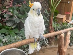 -南宫五洲植物乐园