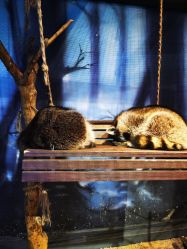 点击看大图 -酷嗒动物文化乐园(cutezoo西溪乐天城店)