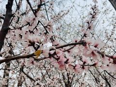 -桃花堤公园