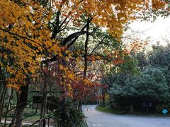 -上海吴淞炮台湾国家湿地公园