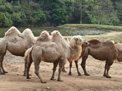 -杭州野生动物世界