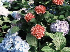 -上海吴淞炮台湾国家湿地公园