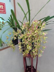 -伊美娜科技美肤中心