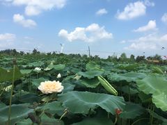 -同銮特种养殖场·龙虾垂钓