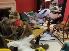 -猫色咖啡·猫咖