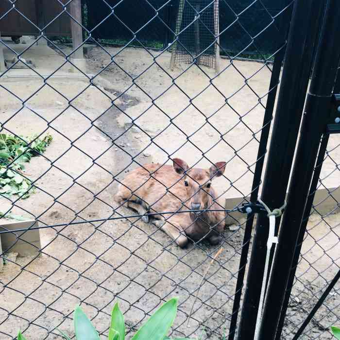 京都市动物园-"离平安神宫很近,按着地图走很容易找到.区.