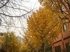 -西北大学(桃园校区)