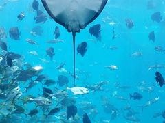 -瑞德姆美人鱼海底演艺主题餐厅(亚龙湾店)