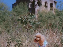 -蟠龙山长城景区