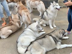 -TrueLove @ Neverland (Husky Cafe)