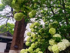 -常熟方塔园