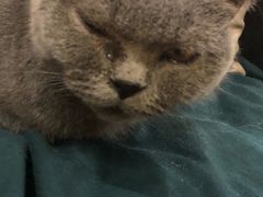 -more than meow吴止猫主题餐厅(承德 中船汇店)