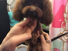 -爱宠屋pet shop·宠物洗澡·宠物美容