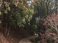 -瑞安圣井山景区