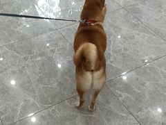 -艾贝尔宠物医院·宠保定点·超声绝育·免疫点(樱花路店)