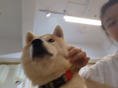 -柴迷FANS CLUB·柴犬狗咖·猫咖