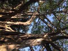 iphone_upload_pic-瑞丽独树成林风景区