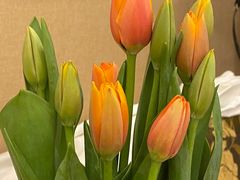 -循礼门鲜花花市(武汉循礼门店)