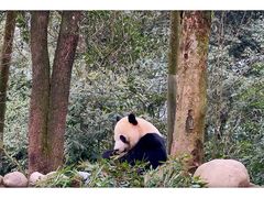 -中国大熊猫保护研究中心雅安碧峰峡基地