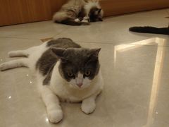 -Catmate·猫肥家润(金润铂宫店)