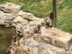 -北京野生动物园