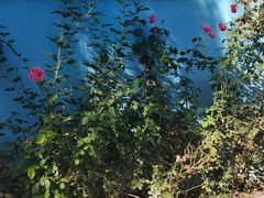 -阳台山自然风景区