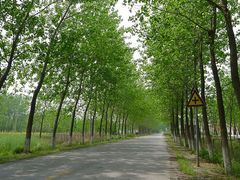 -黄海国家森林公园