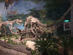 -自贡恐龙博物馆