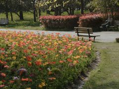 -上海共青森林公园