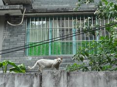 -圣心大教堂