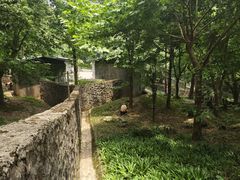 -都江堰中华大熊猫苑