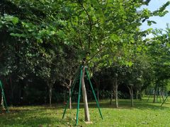 -东莞植物园