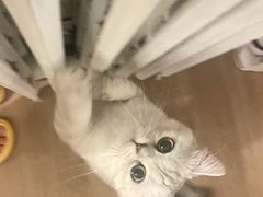 -猫大福·Fortune Cat猫舍(百子湾店)