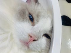 -藏猫猫咖啡主题馆(中央大道店)