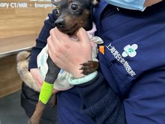 -爱侣宠医·鹦鹉专科·小型哺乳类·异宠专科(灵石路店)