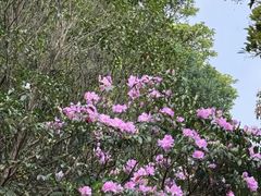 -梧桐山风景名胜区