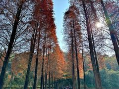 -西樵山风景名胜区-天湖公园