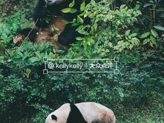-成都大熊猫繁育研究基地