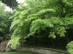 -嘉定紫藤园