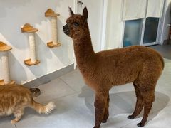 -Heymao猫咖.咖啡厅(东门店)