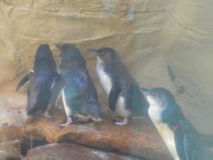 -悉尼海洋生物水族馆