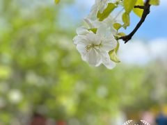-海棠花溪(元大都城垣遗址公园)