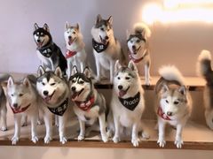 -Husky Go! 哈士奇体验馆·宠物咖啡厅狗咖