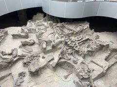 -自贡恐龙博物馆