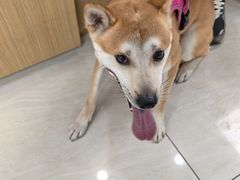-美联众合动物医院·24h京西诊疗中心