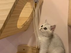 -猫咪派对(江南西店)